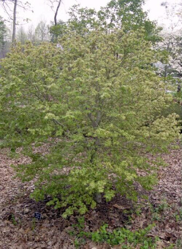Acer palmatum 'Kamagata' - mapleridgenursery